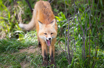 Red fox kit in the wild