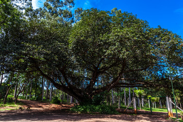 Fototapeta premium Old big fig tree (Ficus Insipida) on public park in Brazil