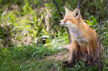 Red fox kit in the wild