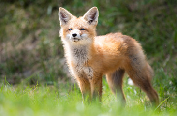 Red fox kit in the wild