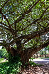 Fototapeta na wymiar Old big fig tree (Ficus Insipida) on public park in Brazil