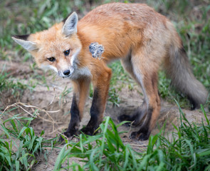 Red fox kit in the wild
