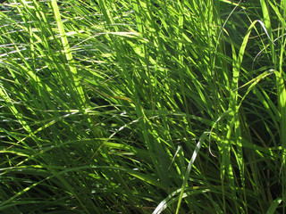 Sun-Dappled Long Green Grass