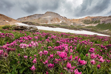 Field of Pink Wildflowers and Mountain in Colorado