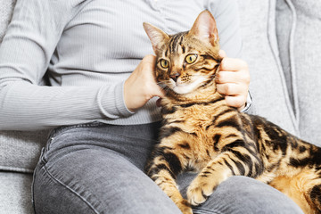 Woman at home holding her lovely Bengal cat. Pet in hands of hostess.