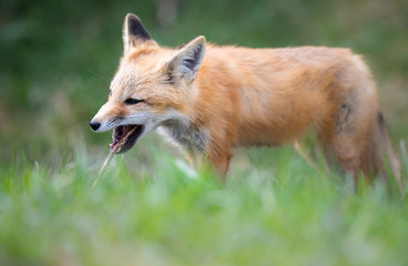 Red fox kit in the wild