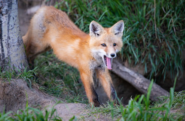 Red fox kit in the wild