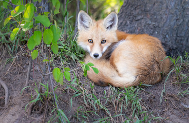 Red fox kit in the wild