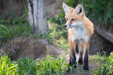 Red fox kit in the wild