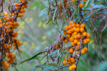 Sea buckthorn (Hippophae) branch on a blurred foggy background.