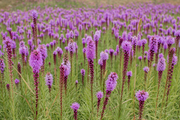Obraz premium beautiful field of purple flowers on a clear day
