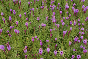 beautiful field of purple flowers on a clear day