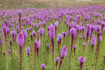 Naklejka premium beautiful field of purple flowers on a clear day