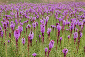 Naklejka premium beautiful field of purple flowers on a clear day