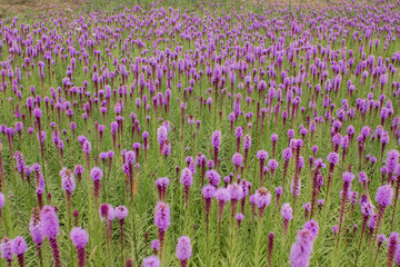 Naklejka premium beautiful field of purple flowers on a clear day