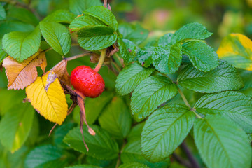 Rose hips branch in the dew. Red fruit. Yellow leaf.