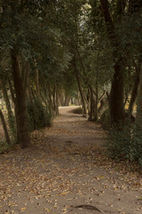 camino en el bosque
