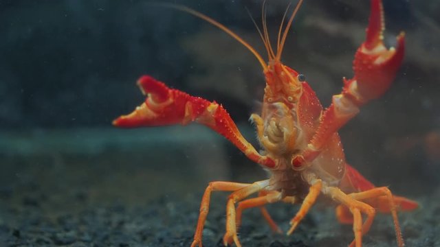 Close-up Red Swamp Crayfish (Procambarus clarkii (Girard, 1852) guarding in glass fish tank aquarium, other names: crawfish, Louisiana crayfish/crawfish, Cambarus clarkii Girard, 1852.