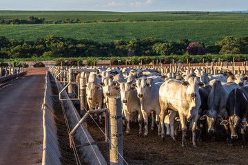 A group of cattle in confinement in Brazil