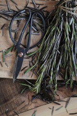 Fresh rosemary.Aromatic herbs and spices. Green rosemary  bunch and black garden shears .Rustic style.Dark mood. Spices.