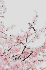 cherry blossom background with a bird
