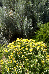 yellow flowers in the garden