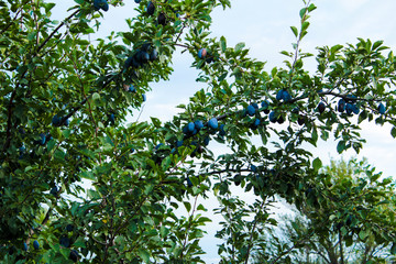 The plums ripened in Aunt Zoe's garden, the branches of ripe plums