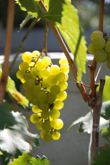 bunch of grapes