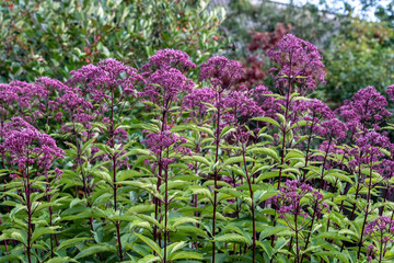 Obraz premium Eupatorium blooms in the garden