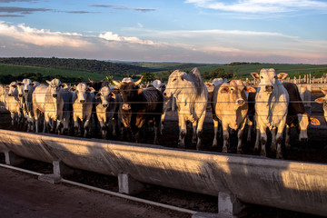 A group of cattle in confinement in Brazil