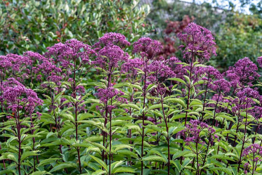 Eupatorium blooms in the garden