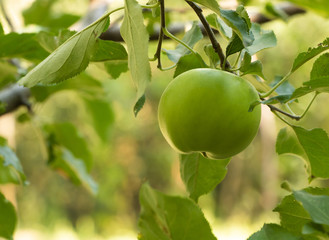 Apple tree with the fruit. Copy space