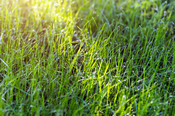 Green lawn grass close up how the background