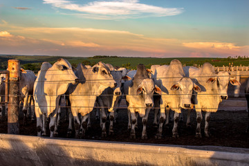 A group of cattle in confinement in Brazil
