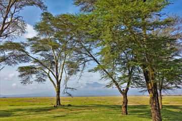 Acacias grow in the savannah. Kilimanjaro is visible through the branches and green foliage. The top is partially obscured by clouds. Herbivores graze in the savannah. Summer sunny day. Kenya.Amboseli