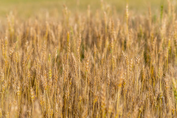 Yellow and green wheat field and sunny day. Ripe yellow wheat ears in the farm land