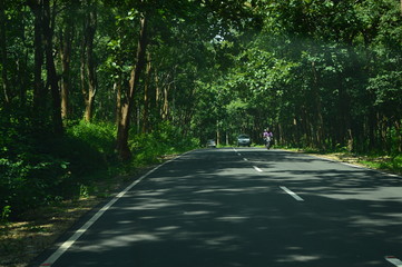 Obraz premium road in the forest