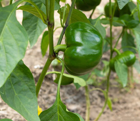 Fresh bell peper growing in garden. Vegetable garden concept