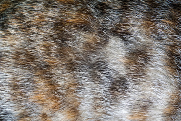 Close up cat fur texture background.