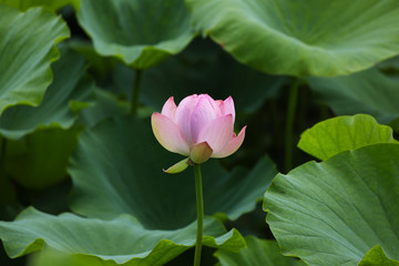 pink lotus flower