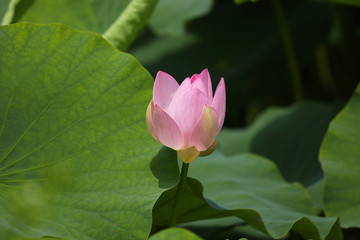 pink lotus flower