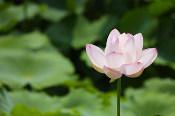 pink lotus flower