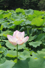 Fototapeta premium pink lotus flower