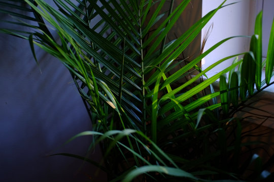 Majesty Palm Tree In Planter
