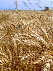unfocused combine harvester on a yellow wheat field in Bazil