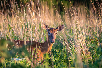 Closeup of whitetail deer doe in a golden hour natural setting