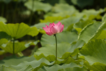 Fototapeta premium pink lotus flower