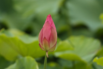 pink lotus flower