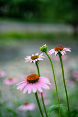Close shot of blossom pink wild flowers.