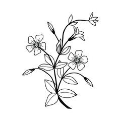 Flowers Periwinkle. Vector stock illustration eps10. Hand drawing. Outline. On a white background